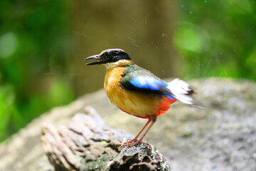 bluewingedpitta a kind of bird that bird watchers pay attention because of the beautiful colors and its beautiful singing voice