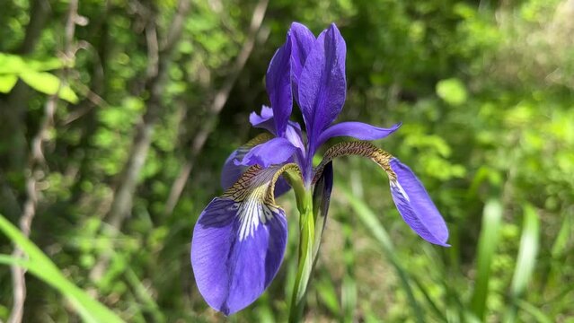 Iris sanguinea アヤメ 菖蒲