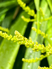 Blooming Dracaena cochinchinensis (Lour.) S.C.Chen. flower on tree , tropical tree of asia