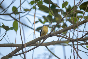 Yellow wagtail sitting on the branch of jack fruit plant.