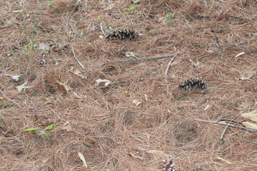 a lot of ants