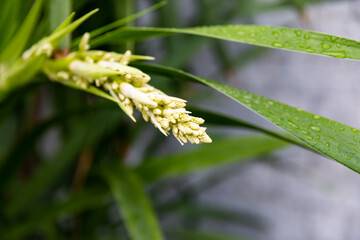 Blooming Dracaena cochinchinensis (Lour.) S.C.Chen. flower on tree , tropical tree of asia