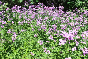 Obraz premium field of flowers