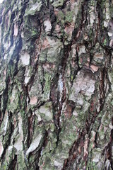 bark of a tree