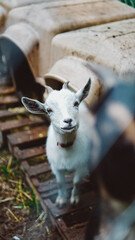 goat on farm