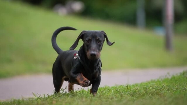 Small dachshund dog running towards the camera in the park. Slow motion. 