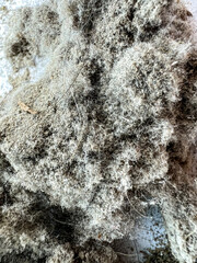 Dust from the vacuum cleaner in the house