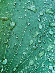 Fototapeta premium Dew drops water on green leaf in garden