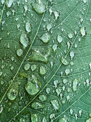 Dew drops water on green leaf in garden