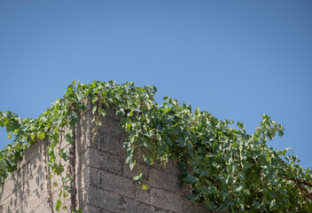 Fototapeta na wymiar vines on the roof of the old building. Hanging green grapes in vineyard.