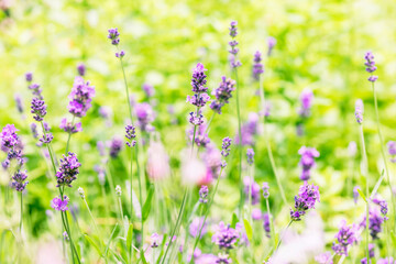 Fototapeta premium Soft focus on lavender flower