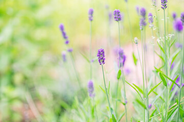 Fototapeta premium Soft focus on lavender flower