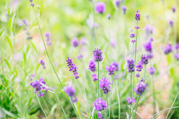 Soft focus on lavender flower
