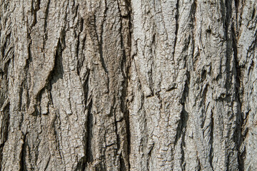 The bark of an old tree.