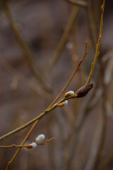 buds of a willow