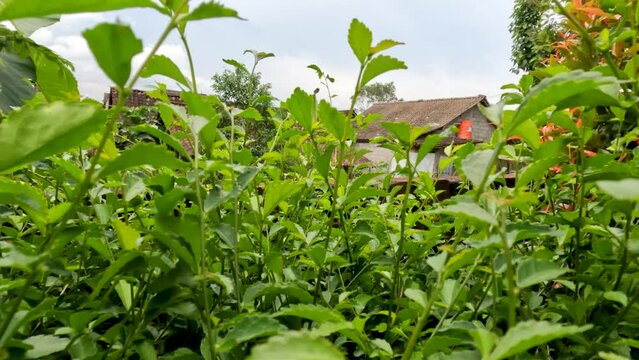 Camera movement above the leaf shoots of the wild tea plant or Acalypha siamensis, the leaves are jagged green