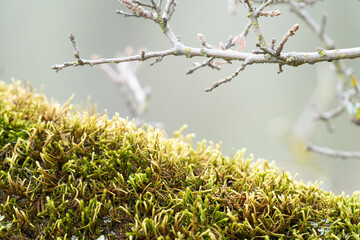 Lush green moss growing on tree
