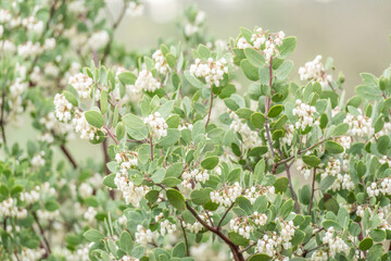 white flowing manzanita tree close up