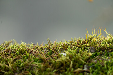 Lush green moss growing on tree