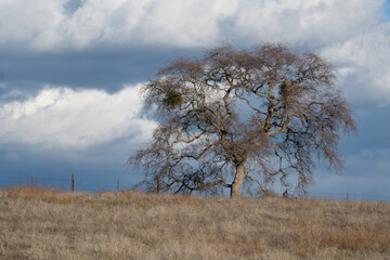 Large leafless oak tree in the foothills of California
