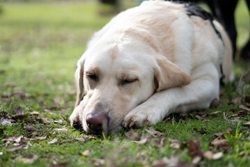 yellow Labrador retriever dog laying down outside