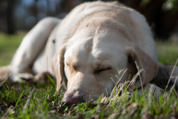 yellow Labrador retriever dog laying down outside
