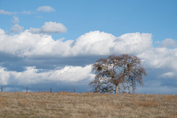 Large leafless oak tree in the foothills of California