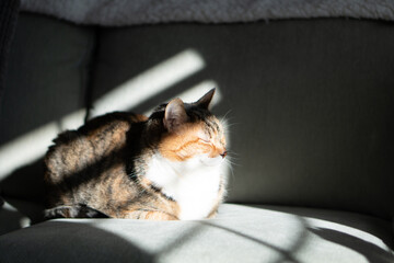tabby cat sleepy on the couch portrait