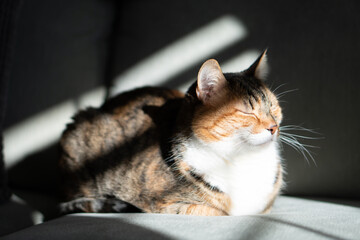 tabby cat sleepy on the couch portrait