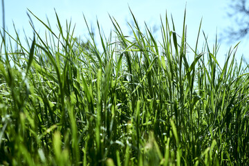 green grass close-up on a meadow against a blue sky background
