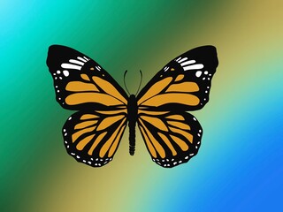 Monarch Butterfly on colorful background. copy space
