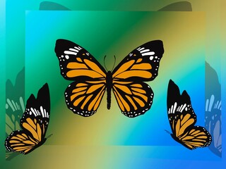 Monarch Butterfly on colorful background composition. copy space