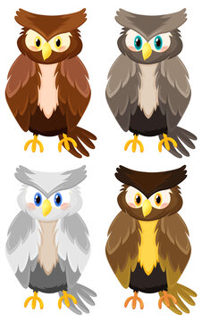 Different owl birds in cartoon style