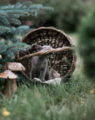 Little gray kitten on a basket on green grass selective focus