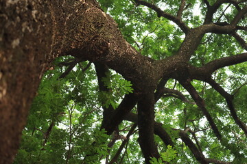 tree background in the rainy season
