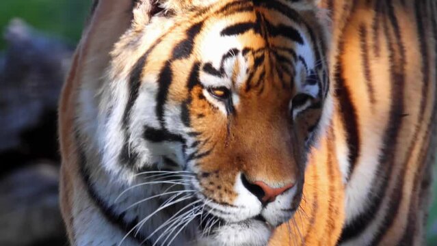 A close up to a Siberian tiger or Amur tiger. A tiger subspecies Panthera tigris native to the Russian Far East, Northeast China and possibly North Korea.