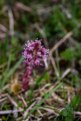 Petasites hybridus flower in meadow	