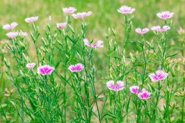 pink and white blooming gillyflower carnation flowers