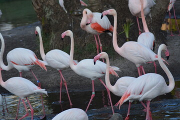 Beautiful Flamingos
