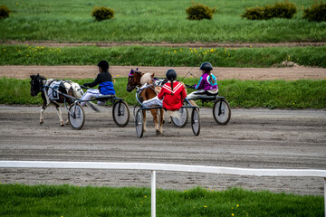 running tests of horses for playfulness at the hippodrome in summer