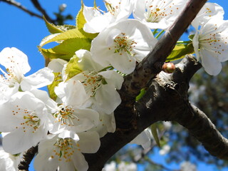 fiori di un albero di pere