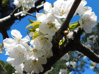 albero di pere in fiore