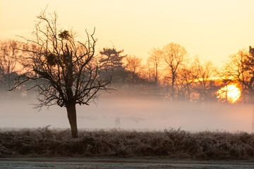 Fototapeta na wymiar Sunrise in the mist through the trees in London