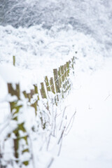 Snow-covered fence and trees in a field in Surrey, UK