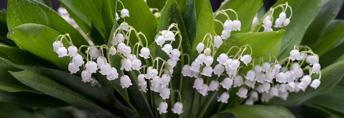 Draagtas Beautiful white flowers of lilies of the valley on a background of green leaves © Timmary