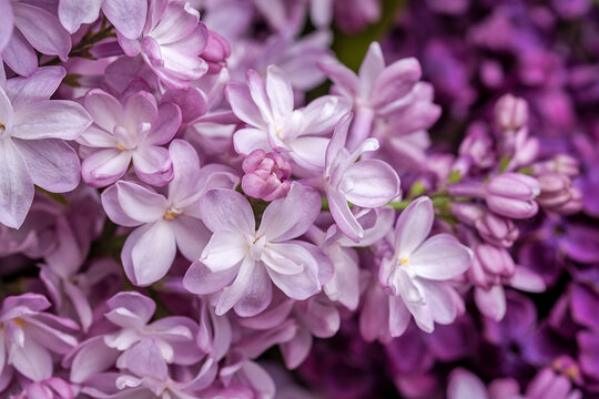spring lilac pink and violet flowers. macro shot
