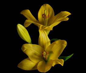 A group of yellow lily flowers centred on a black background.