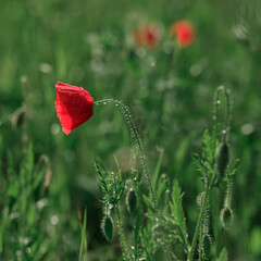 Close up of a wild red poppy flower on a meadow