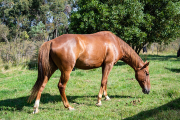 Naklejka na ściany i meble brown horse standing in green grass