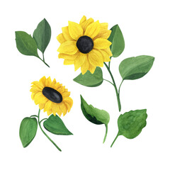 Naklejka premium Watercolor sunflower set.